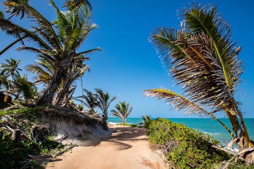 Pathway Beside Coconut Trees Near the Beach