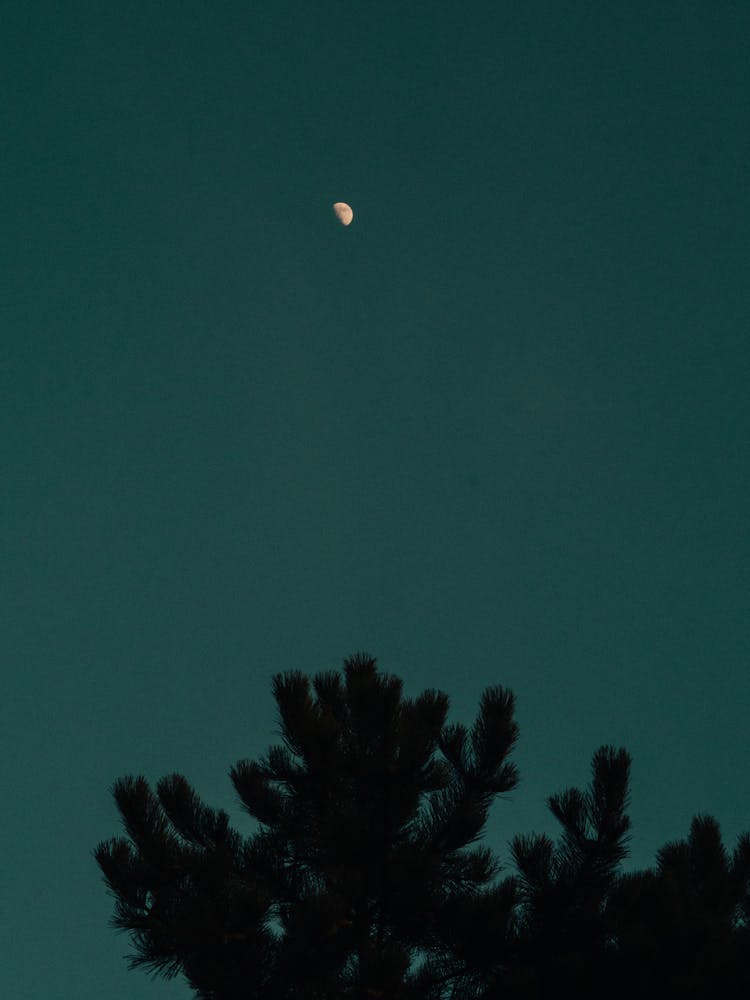 Moon Shining In Night Sky Over Fir Tree In Park