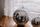 disco ball
