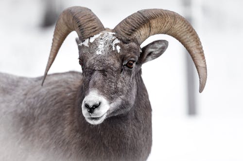 Close-Up Photo of a Bighorn Sheep's Head