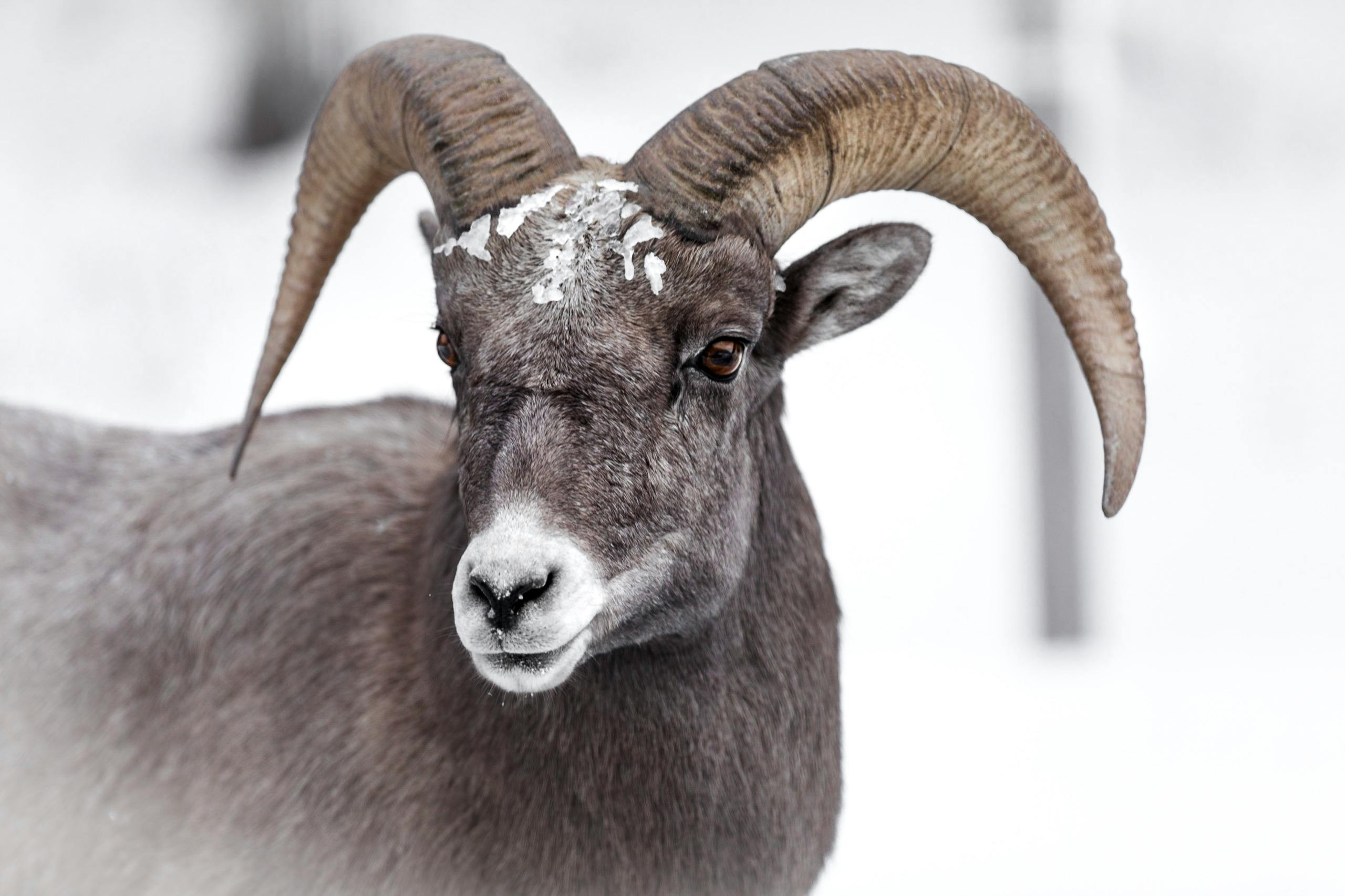 Black and Brown Ram Animal · Free Stock Photo Black and Brown Ram Animal · Free Stock Photo