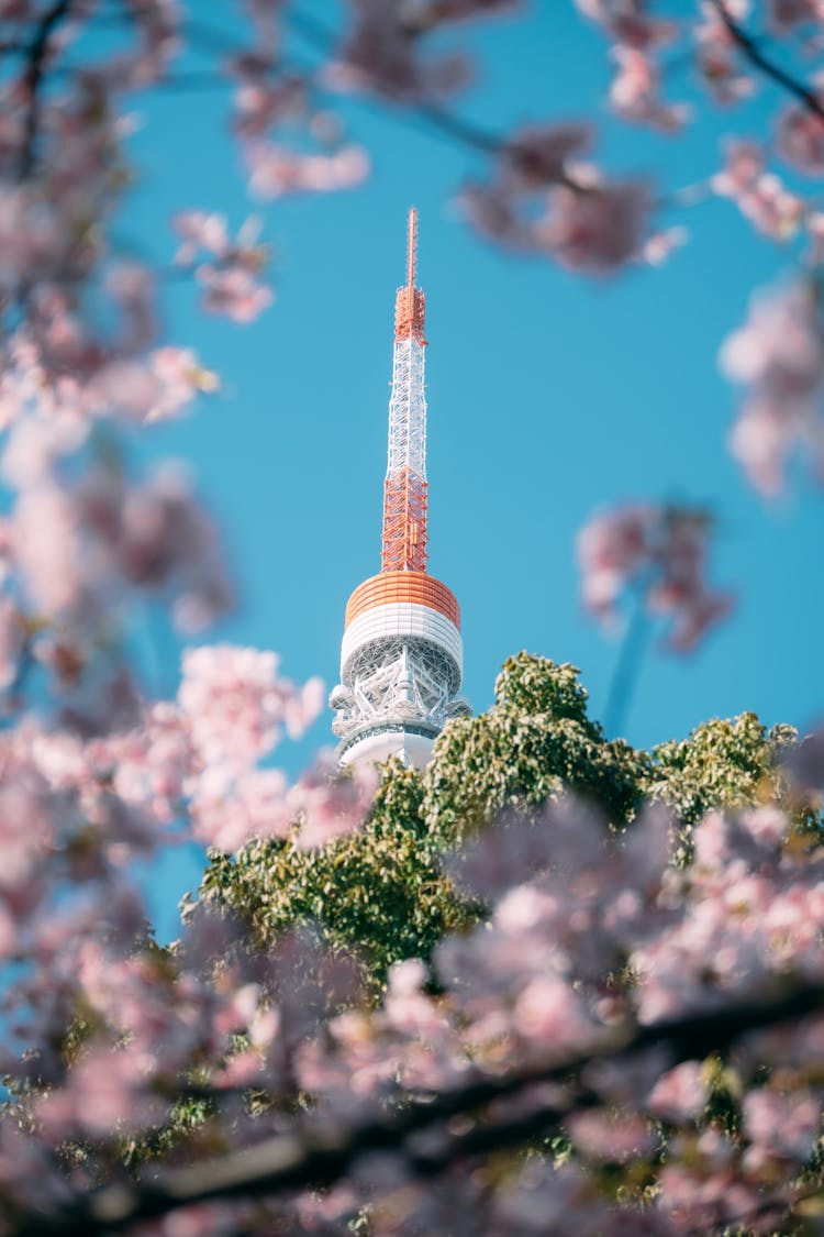 Blossoming Cherry Tree Growing Near Communication Tower In Sunlight