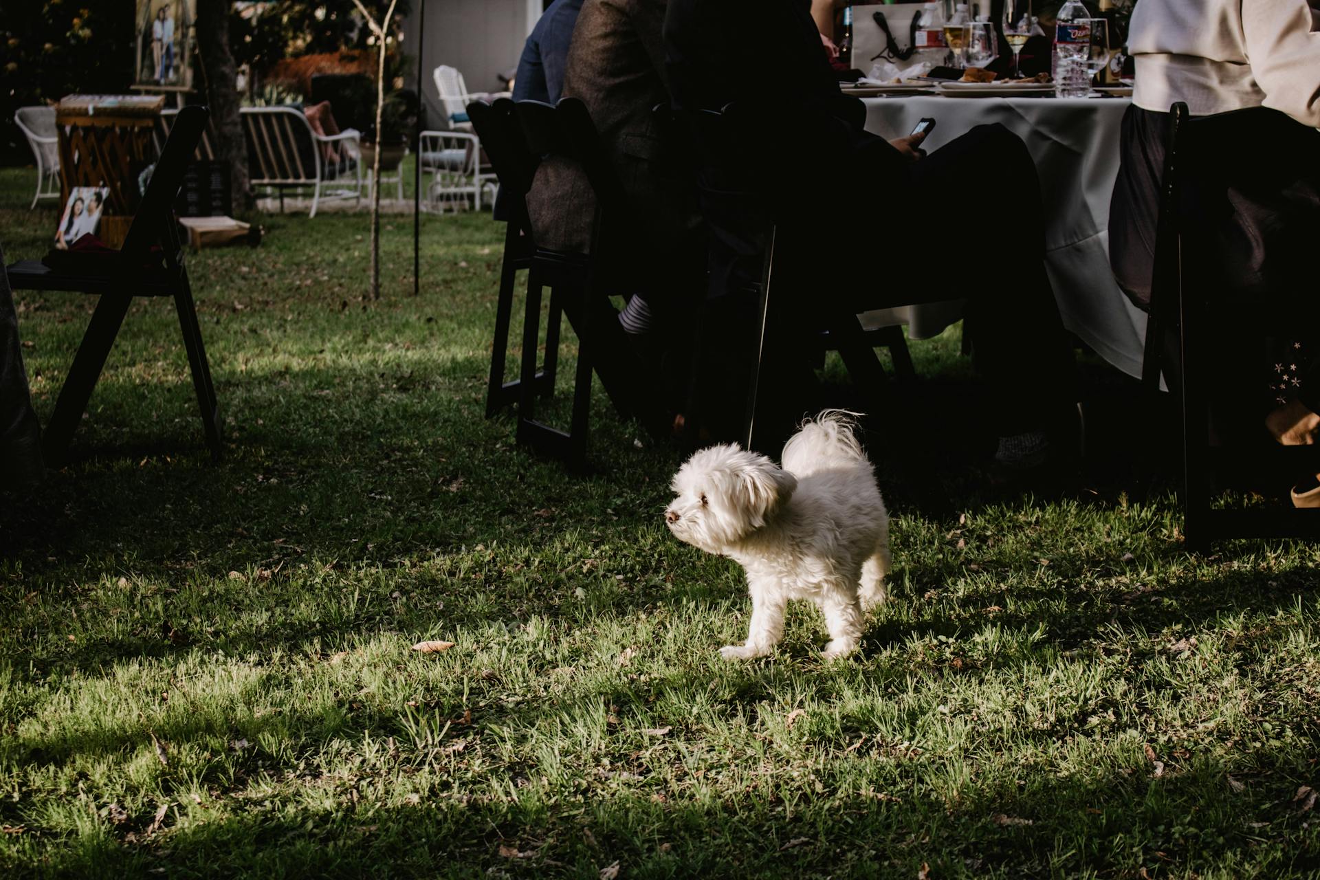 En Bichon Frise Dog på grönt gräs