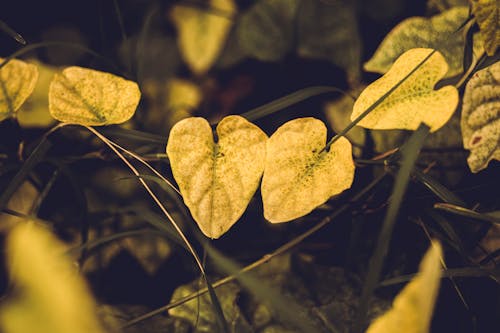 Yellow Heart Shaped Leaves
