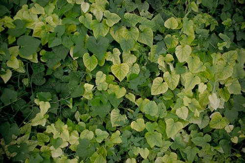 Lush bush with green leaves