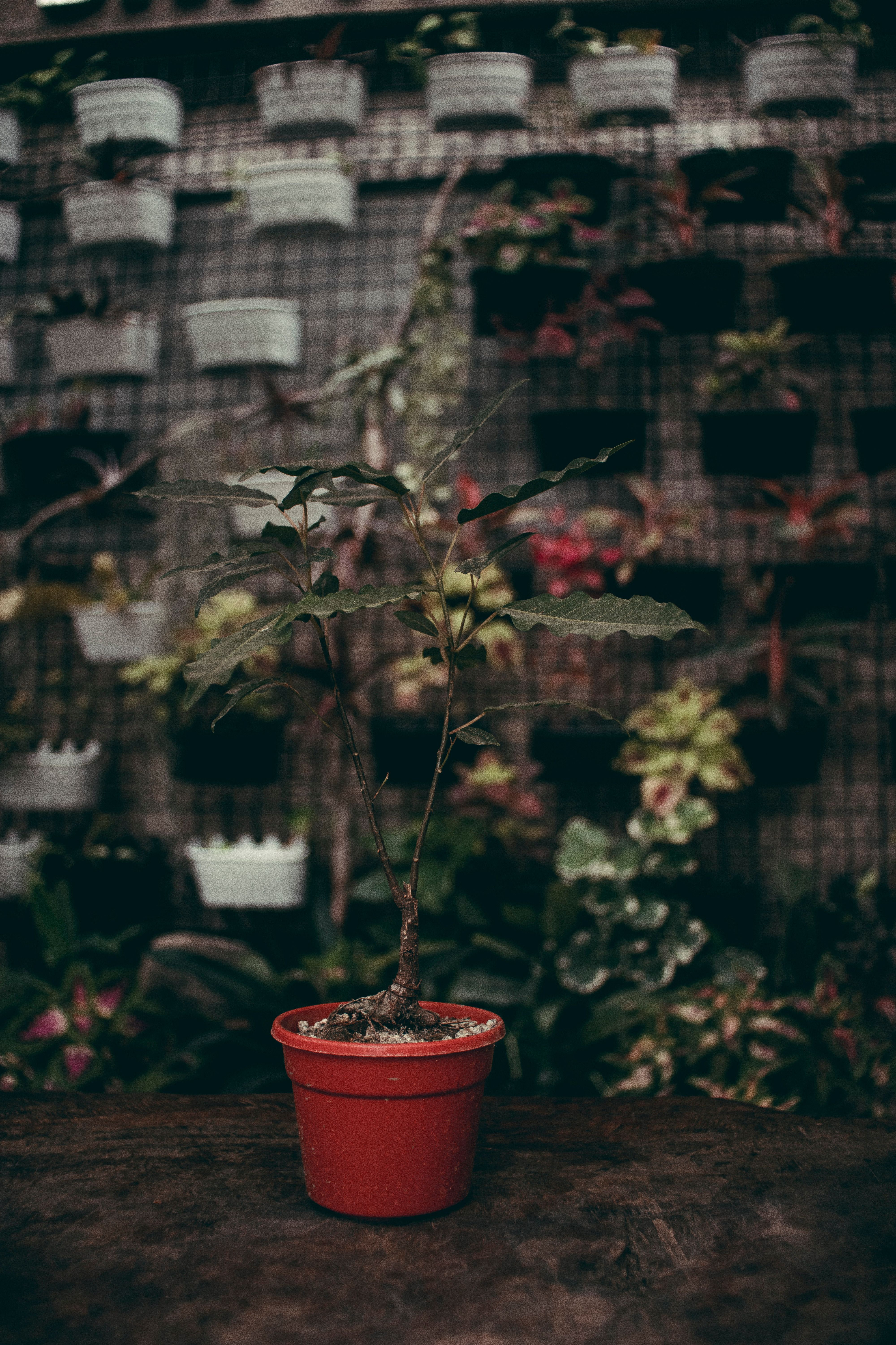 Fotomural Una vibrante planta en una maceta roja en medio de un jardín vertical verde.