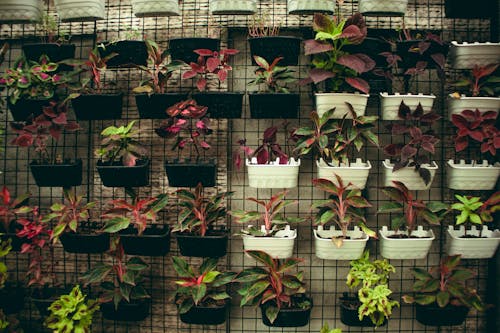 Assorted plants in plastic containers