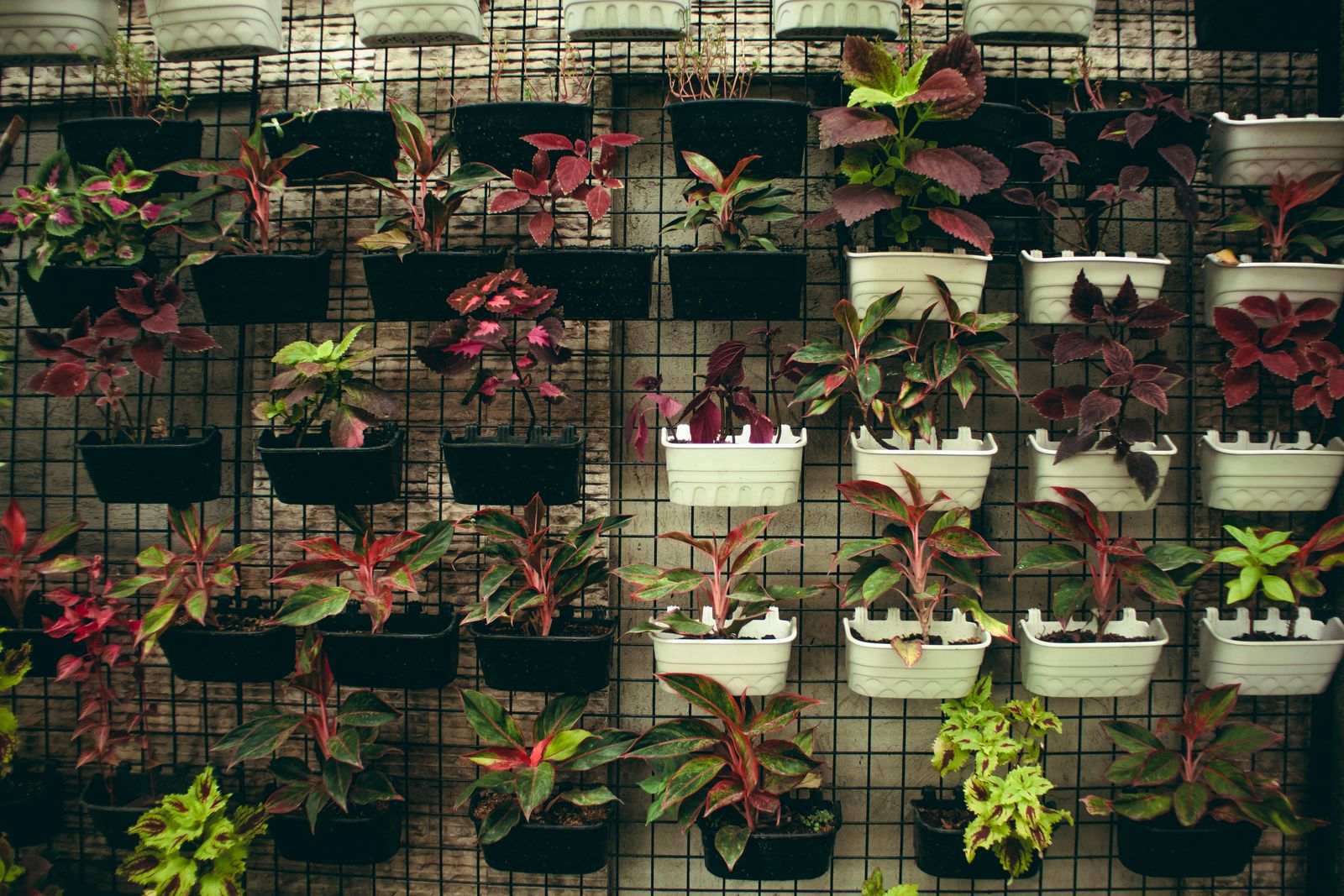 Recipientes com plantas de folhas coloridas distribuídos em estrutura de grade vertical.