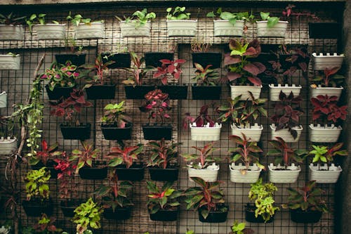 Collection of assorted plants with colorful leaves hanging on wall in plastic flowerpots in floral market with abundance of flowers