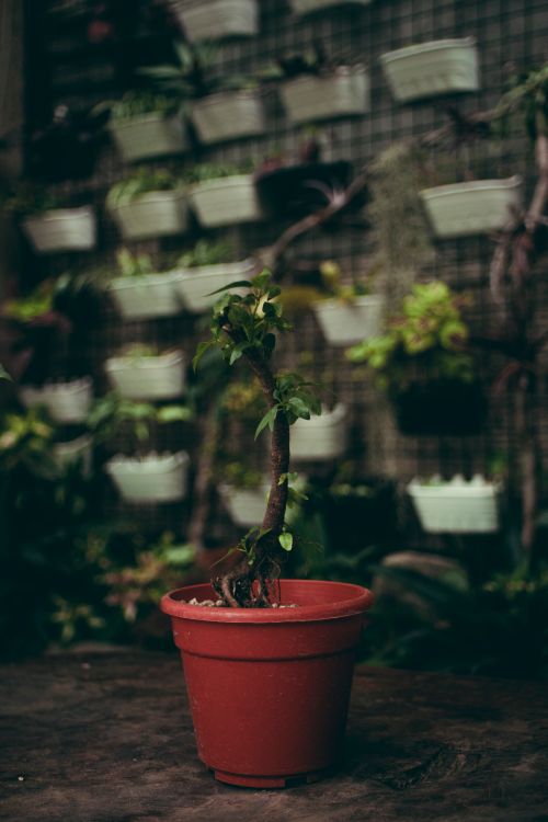 Free Soft focus of plant growing in pot near abundance of flowers hanging on wall in plastic flowerpots in flower store Stock Photo