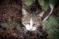 一只迷人的虎斑猫在户外透过树叶凝视着