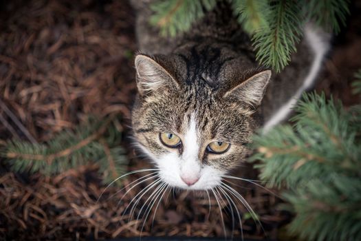 一只迷人的虎斑猫在户外透过树叶凝视着