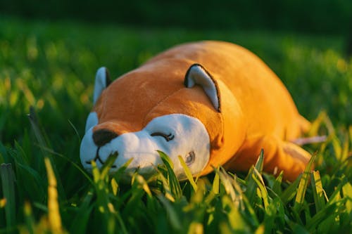 초점 사진에있는 녹색 잔디에 주황색과 백색 동물 견면 벨벳 장난감