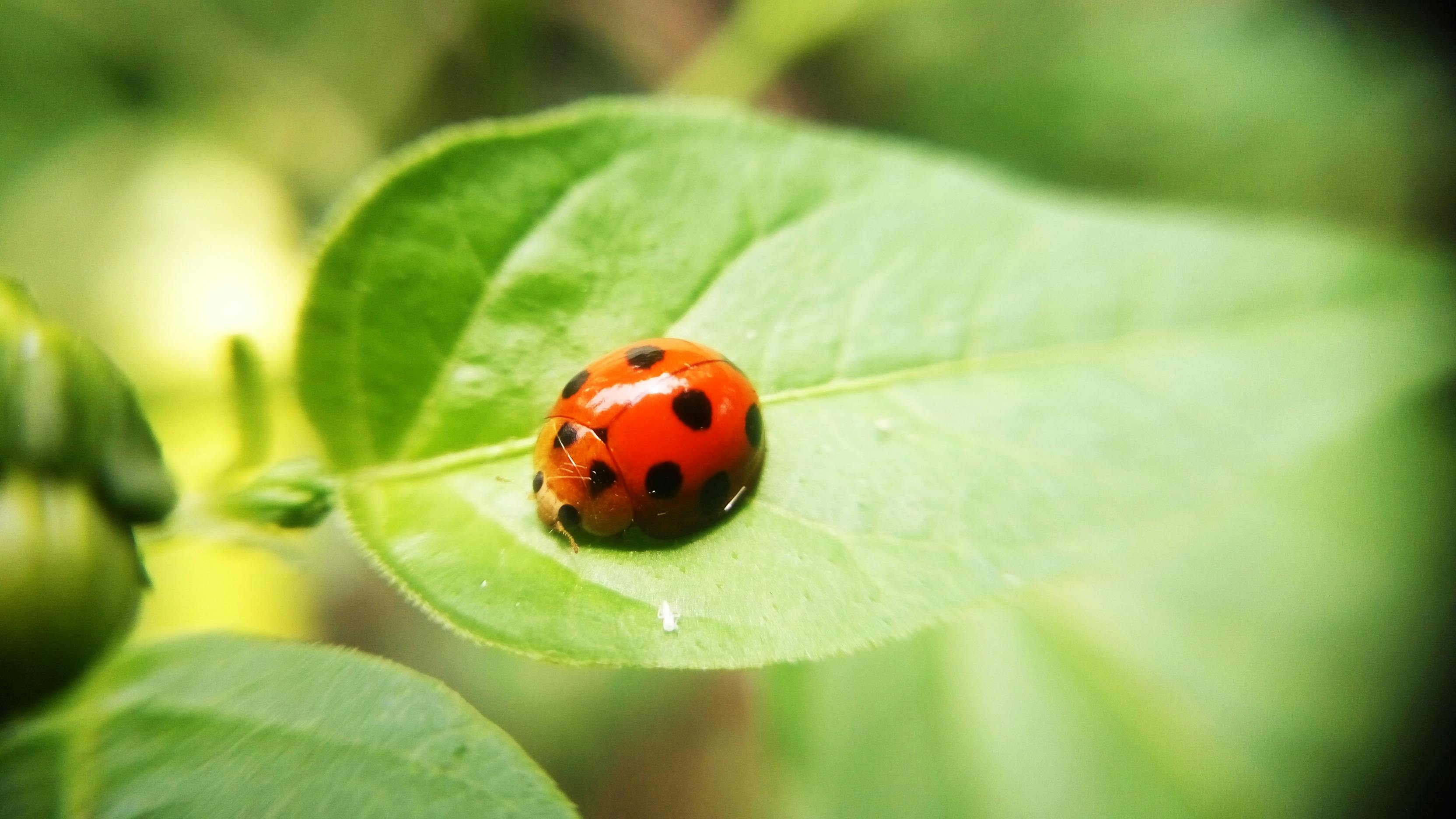 free-stock-photo-of-climbing-plant-green-macro