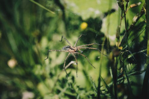 Macro Shot of a Spider on a Spider Web