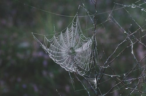 Free Spider Web in Close Up Photography Stock Photo