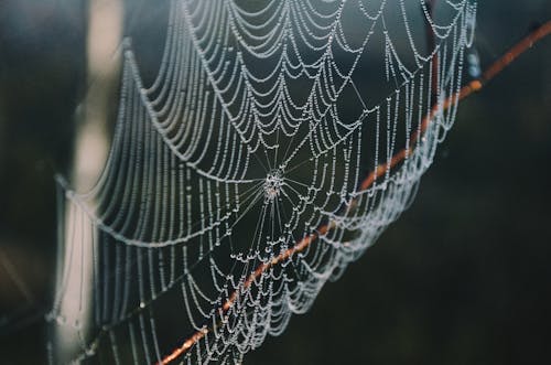 Close-Up Shot of a Wet Spider Web