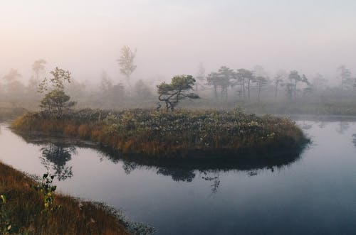 Free stock photo of foggy swamp, island, nature