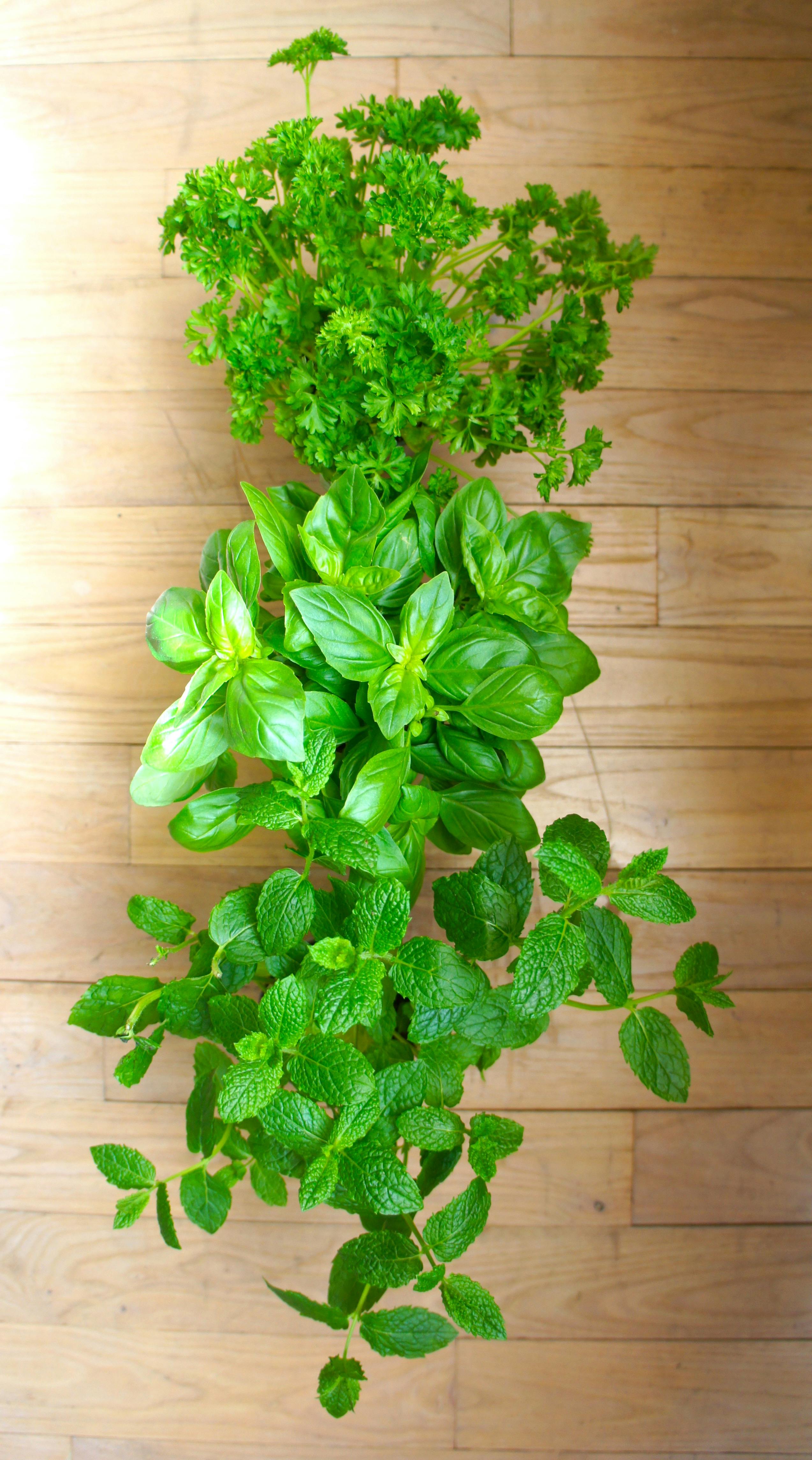 Free stock photo of basil, mint, parsley