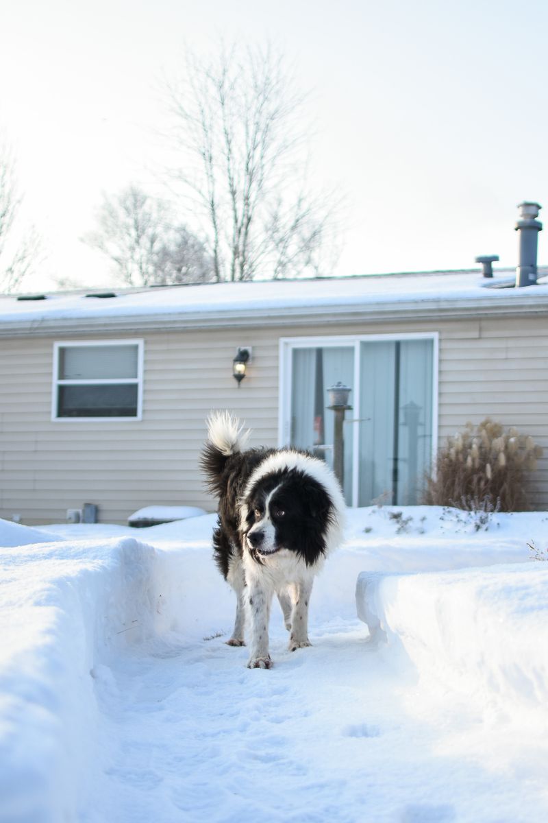 Charlie - photo 1