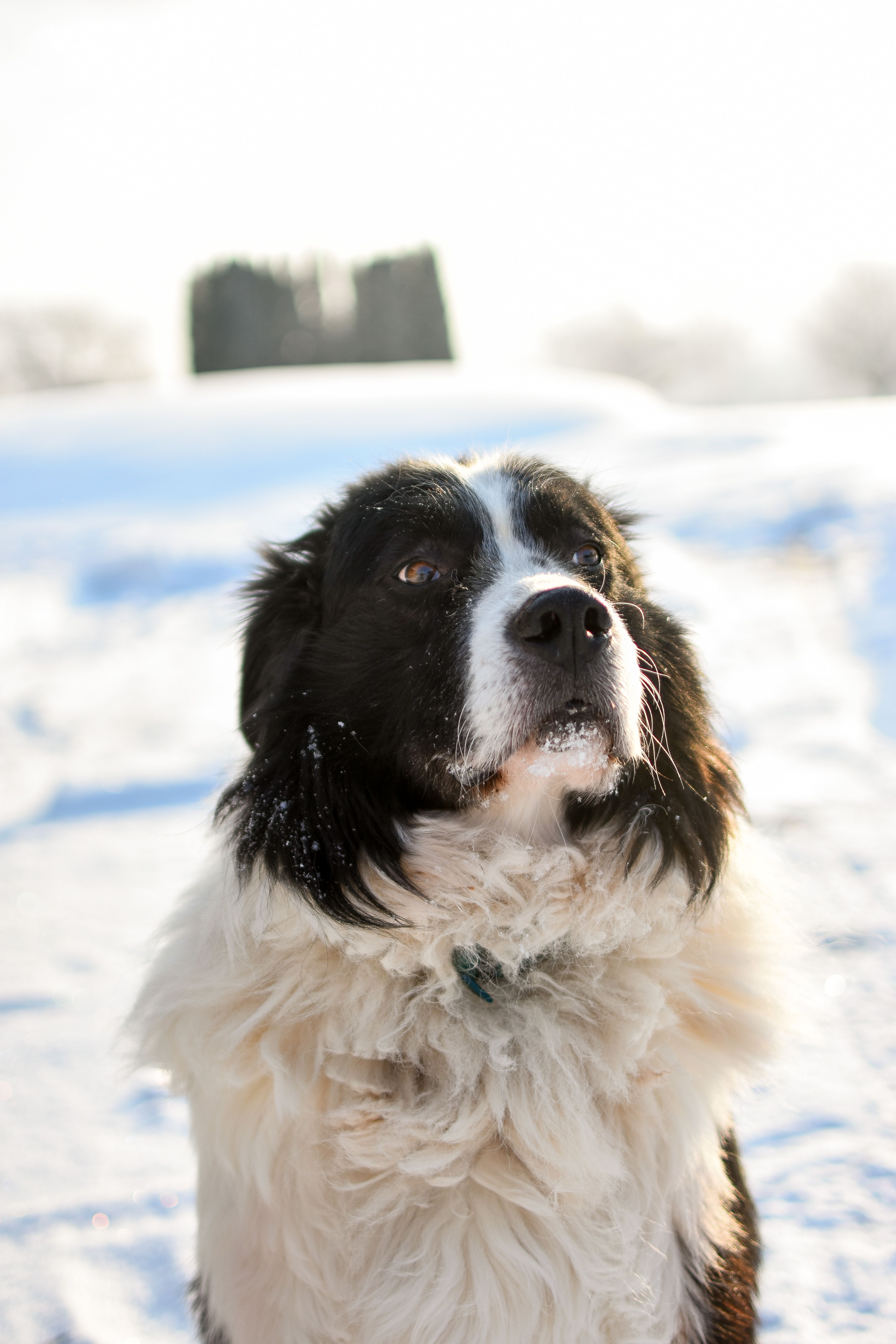 Close-up of a Border Collie in a snowy outdoor setting, showcasing its alert gaze.