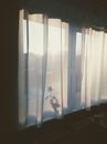 Rose shadow on curtain against window at home
