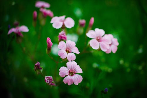 Free Pink Flowers in Blooms and Buds Stock Photo