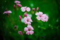 Pink Flowers in Blooms and Buds