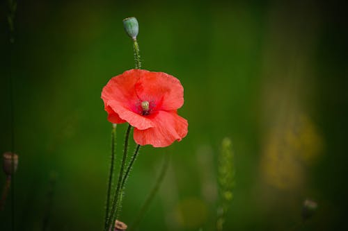 Foto d'estoc gratuïta de a l'aire lliure, blur de fons, flor