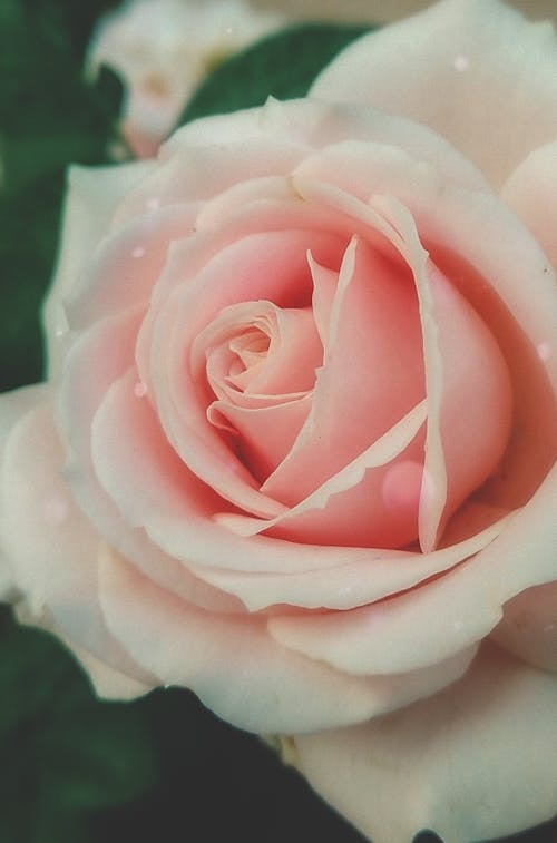 Darmowe zdjęcie z galerii z marzycielski, pastelowy róż, piękne tło