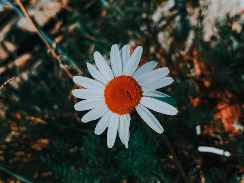 Δωρεάν στοκ φωτογραφιών με asterids, eudicots, αγγειοσκλήρυνση