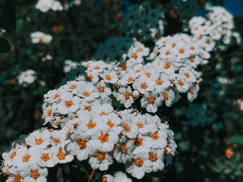 Blossoming yarrows with gentle petals and pleasant scent outdoors