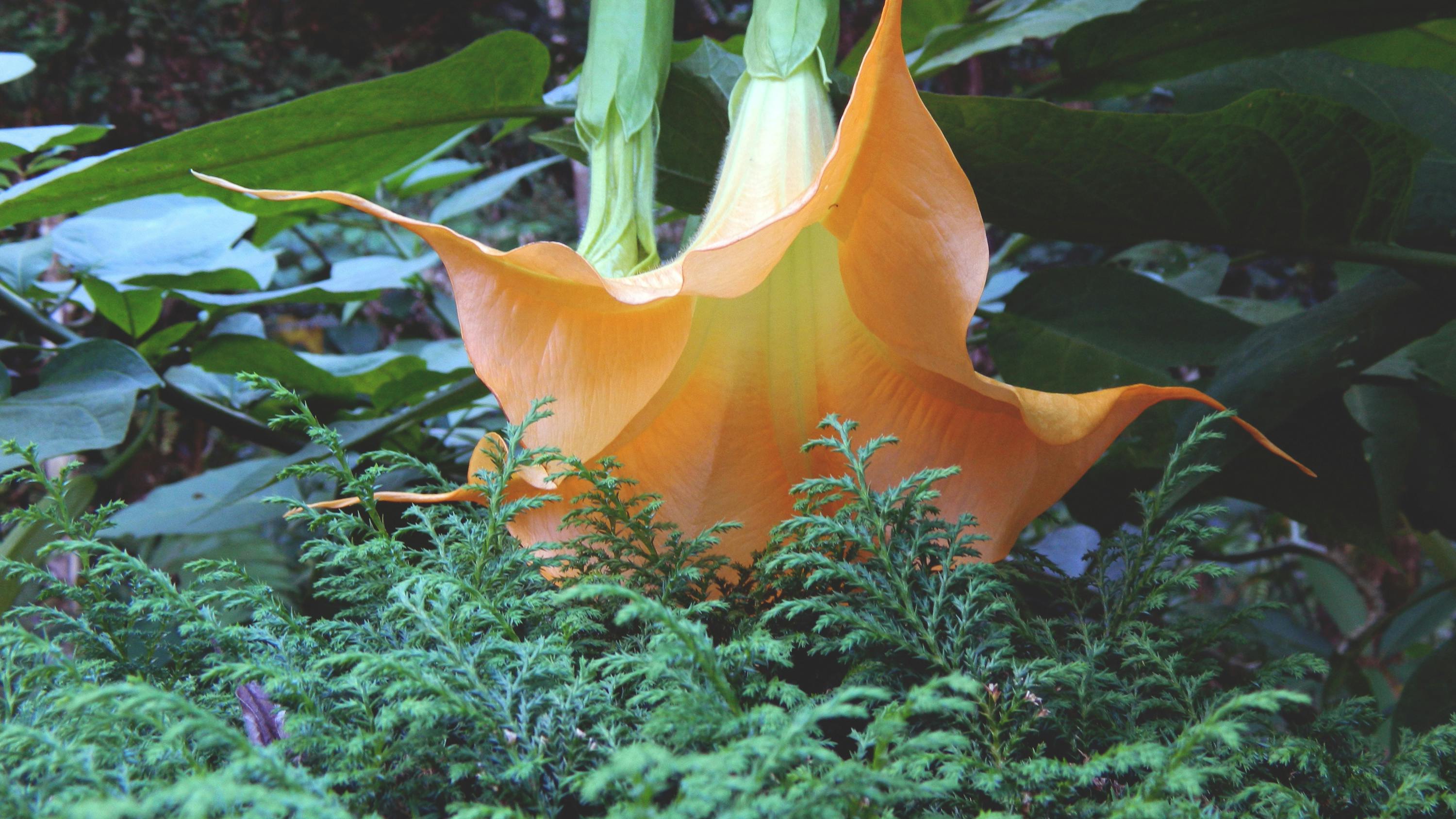 Free stock photo of flower