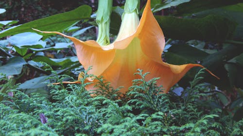 Darmowe zdjęcie z galerii z kwiat