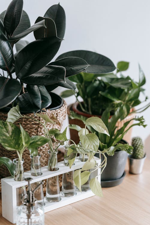 Various small glass vases with green leaves placed on floor near flowerpots with green plants and cactus in light room