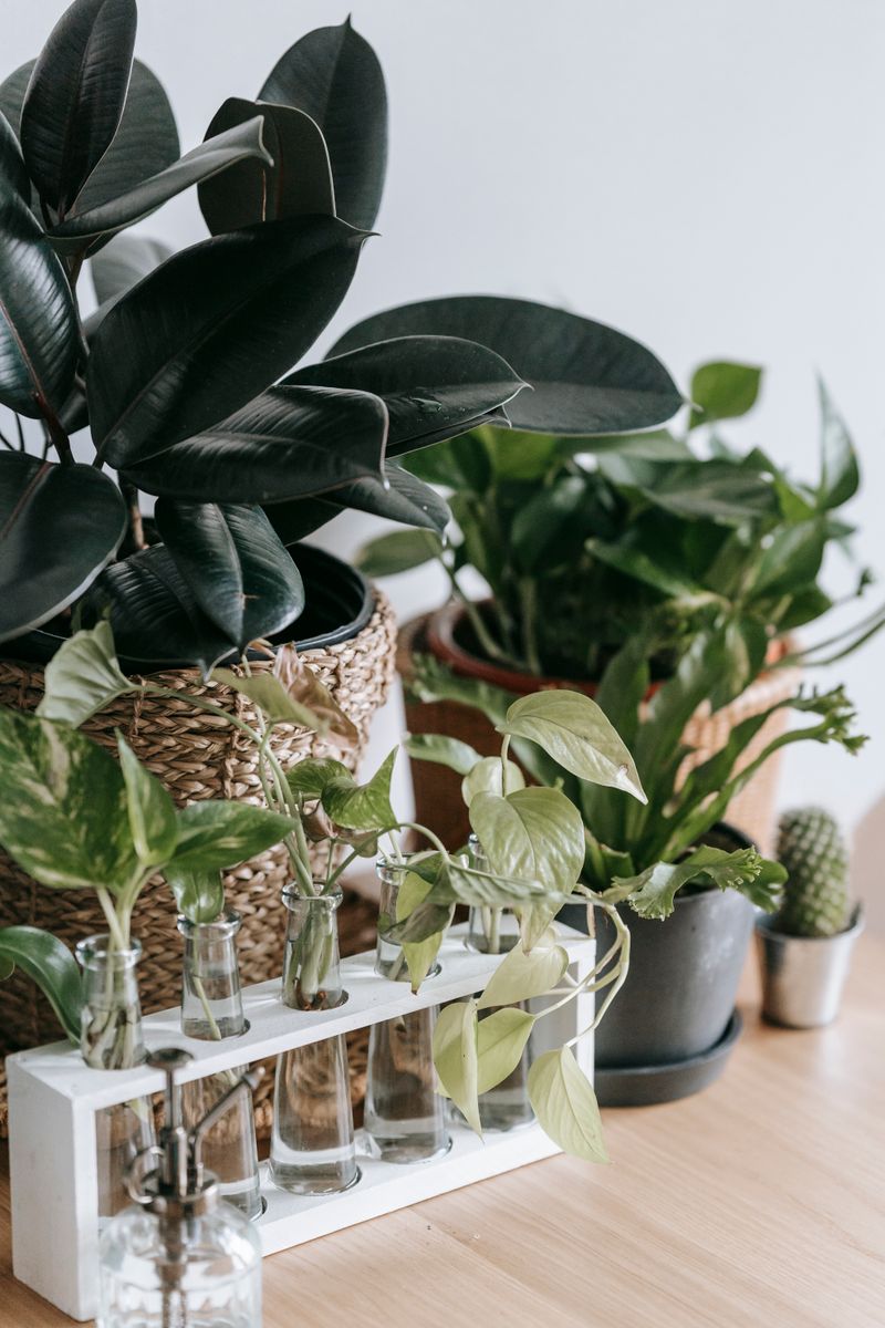 Houseplants grouped along a timber office cabinet