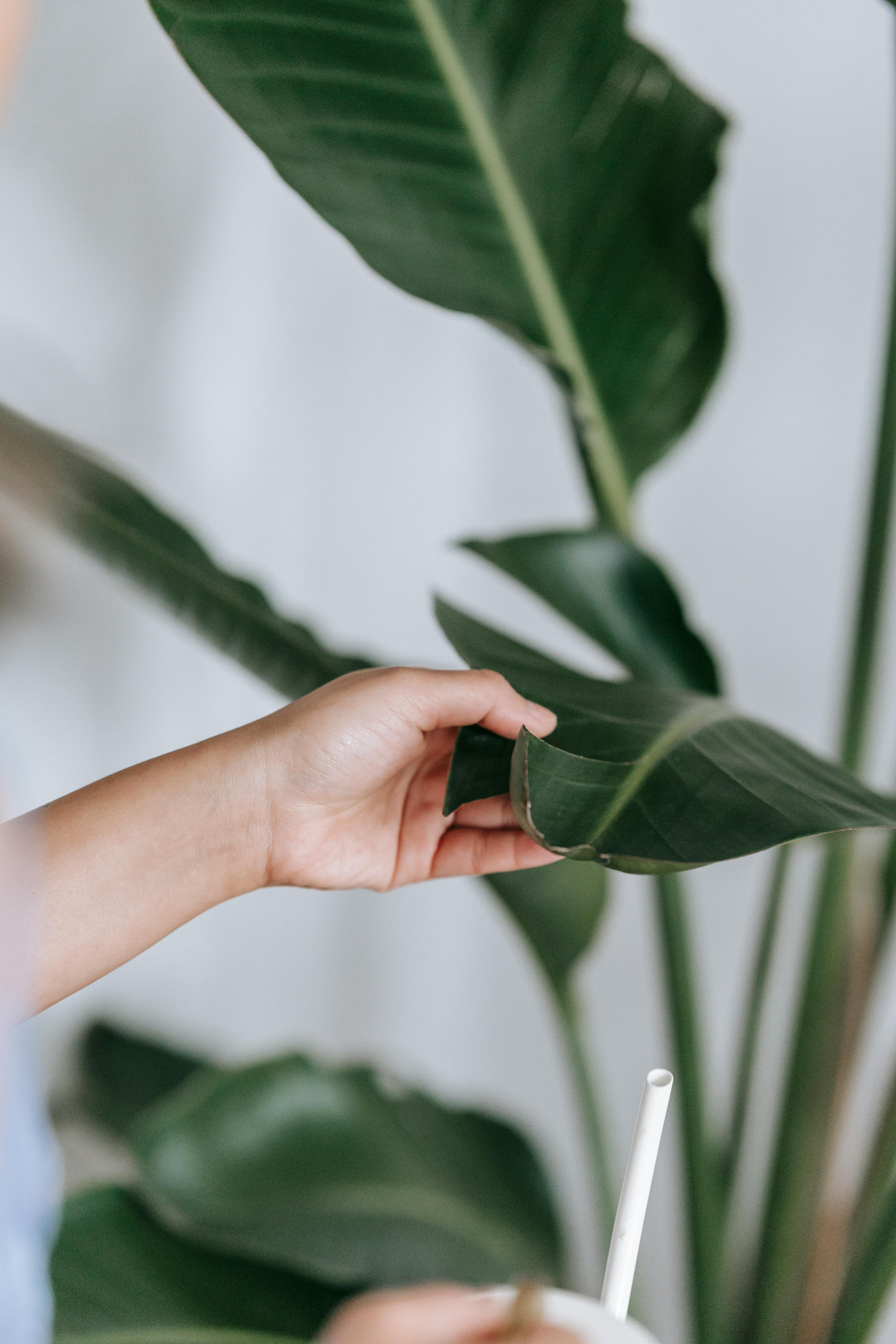 What can I put in water to lose weight?