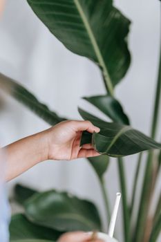 Crop anonymous person with watering can standing near potted houseplant with big green leaves at wall in room on blurred background
