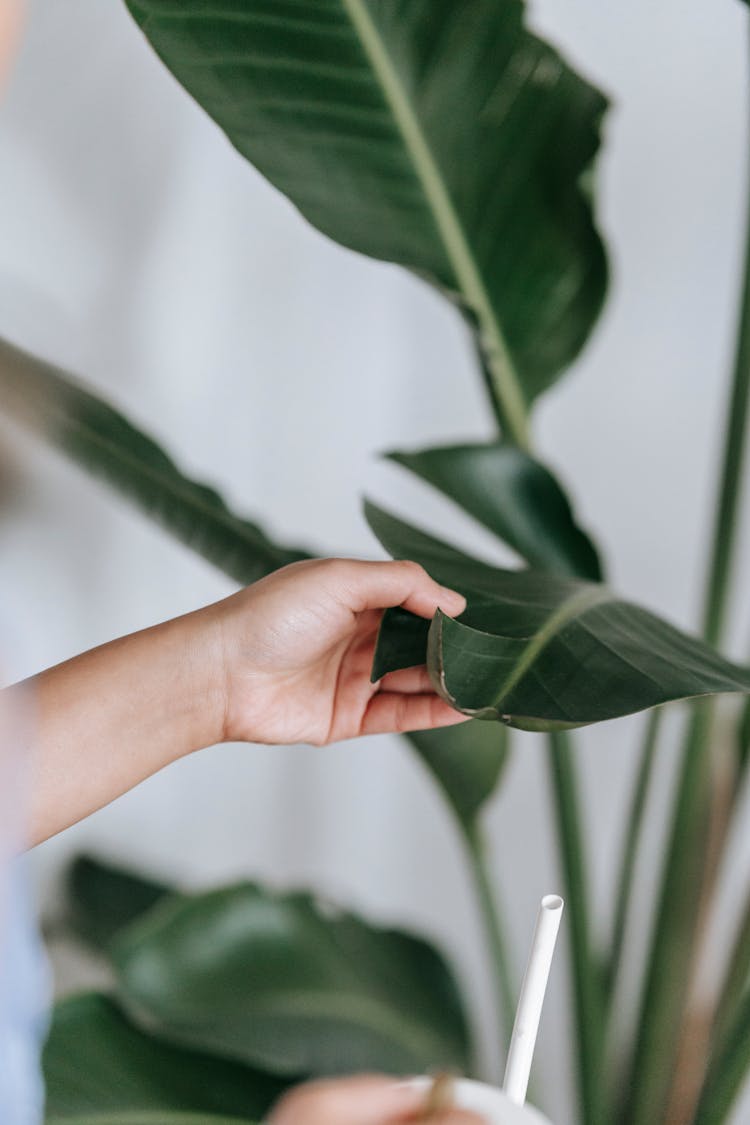 Faceless Person Touching Green Leaf Of Plant