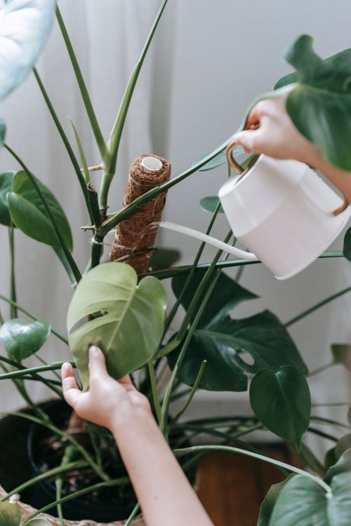 Free Crop anonymous person pouring water from white watering pot on green plant with leaves growing in flowerpot in light room Stock Photo