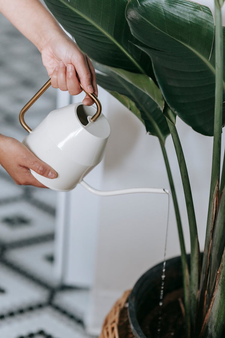 Anonymous Person Pouring Water Into Flowerpot