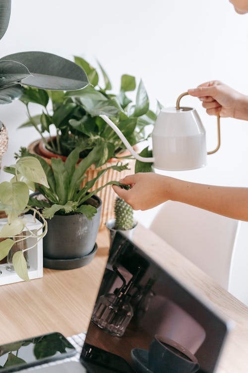 Free Unrecognizable woman watering potted plant near table Stock Photo