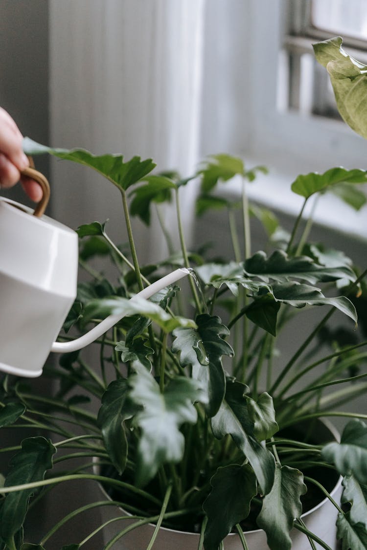 Faceless Person Watering Potted Plant At Home