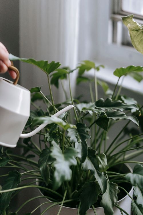 Free Crop anonymous person with watering can watering green plant with green leaves growing in pot in light room near window Stock Photo
