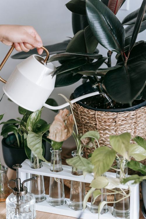 Free Crop unrecognizable person with watering can pouring water into pot with green plant near glass vases with leaves in room Stock Photo