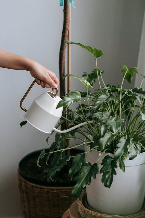 Anonymous person pouring water into flowerpot