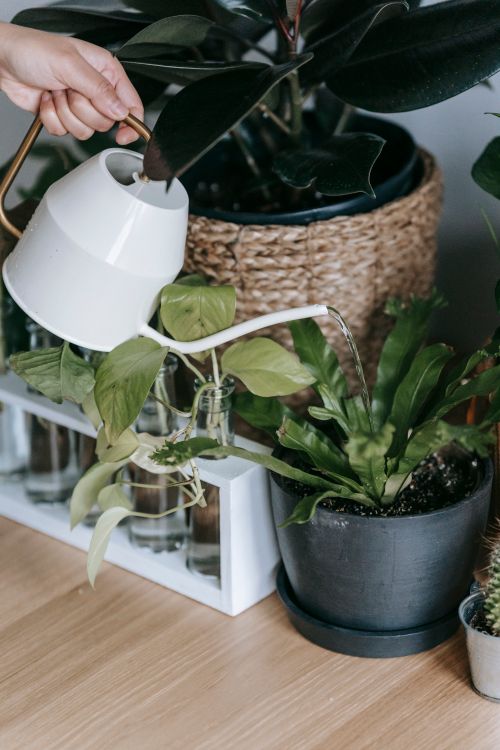 Free Hand of crop unrecognizable person with watering can pouring water into flowerpot with green plant near glass vases with leaves Stock Photo