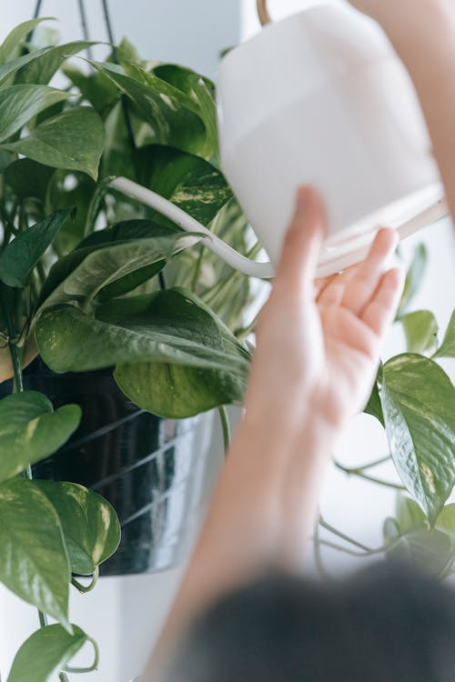 Free Faceless person watering green plant in room Stock Photo