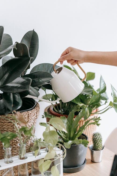 Crop faceless person watering green plants growing in pots on wooden table with glass vases in light room at home