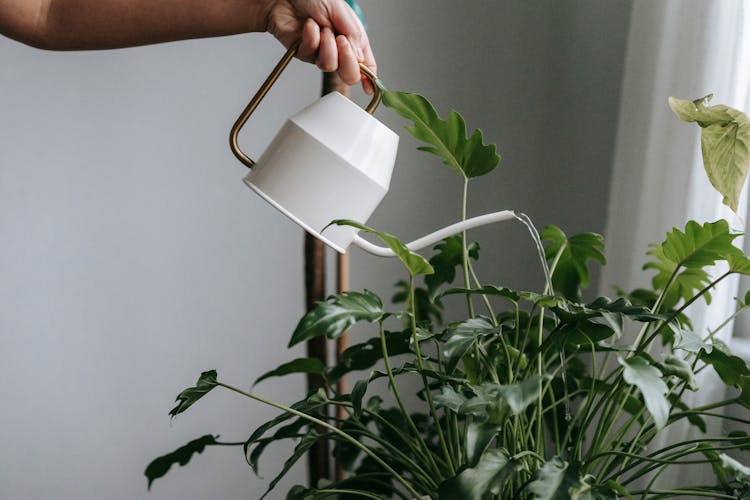 Anonymous Person Watering Green Plant At Home